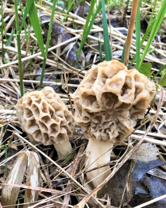 morel mushroom hunting pictures