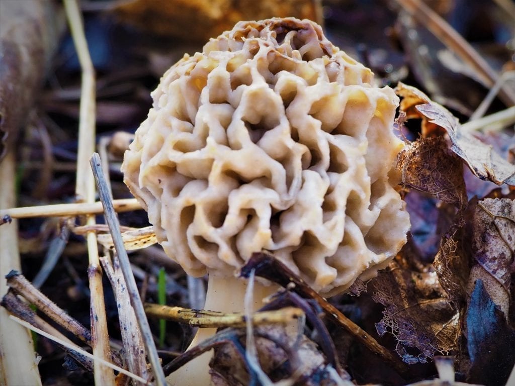 Morel mushroom report 2018
