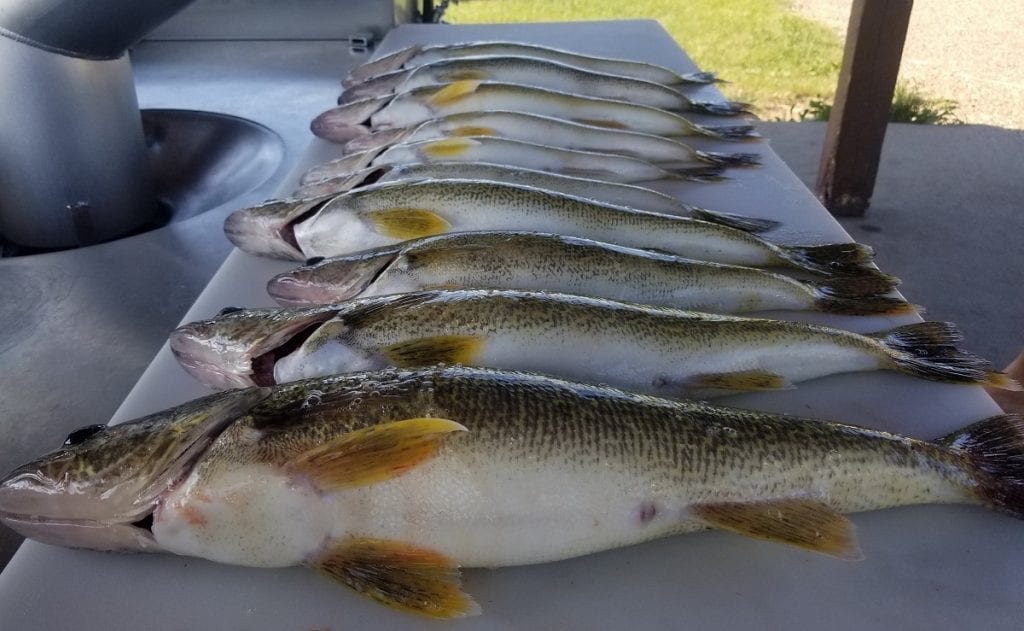 Lake Sakakawea Fishing Report