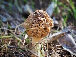 what is a morel