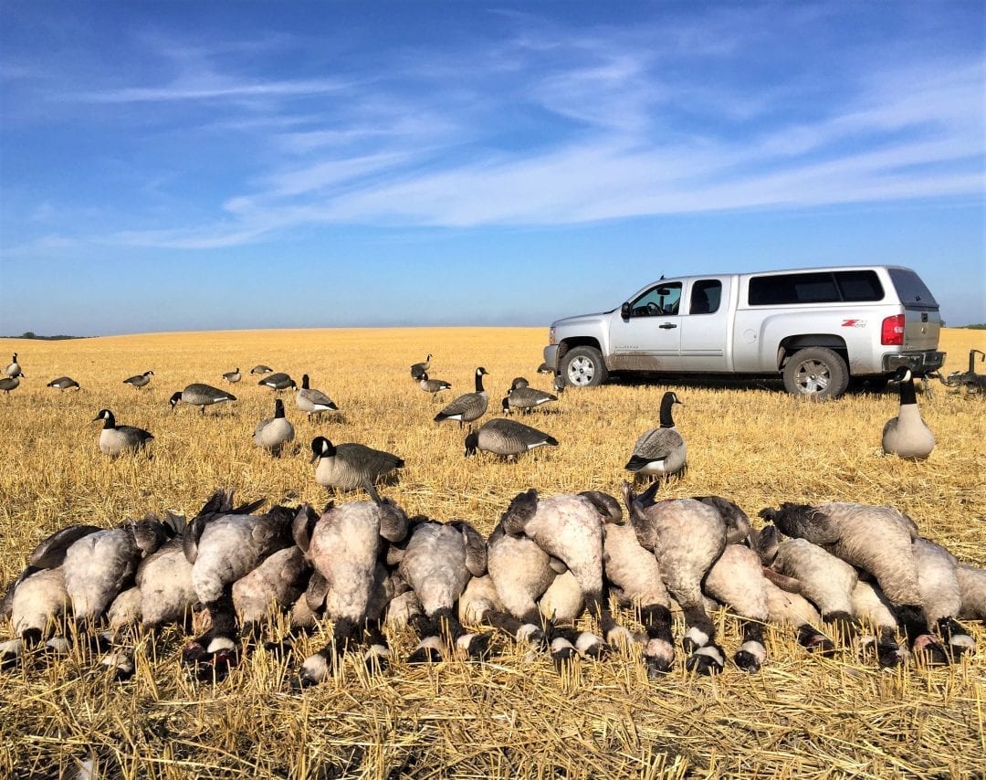 Early Goose Season Hunting Tips For Resident Canada Geese