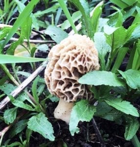 morel mushroom pic