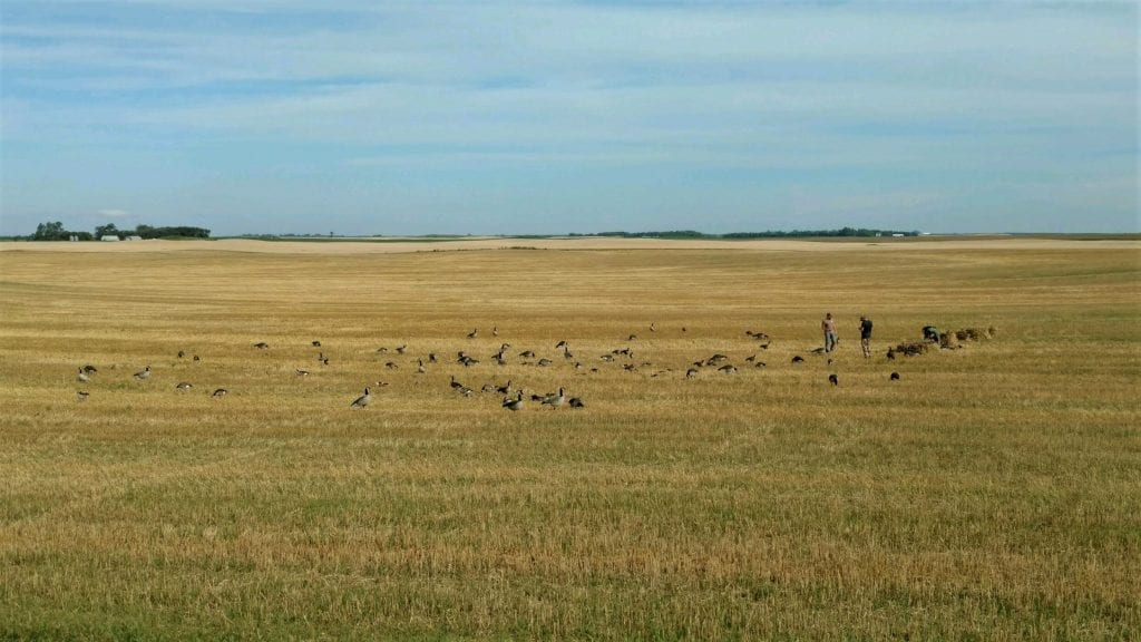 Early Goose hunting spread tips