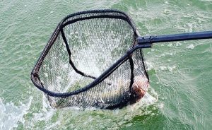 Netting a Big Walleye