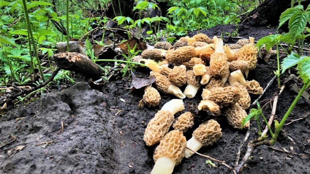 Pile of morel mushrooms
