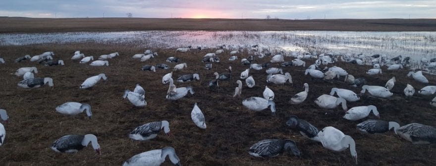 Snow Goose Hunting Decoys