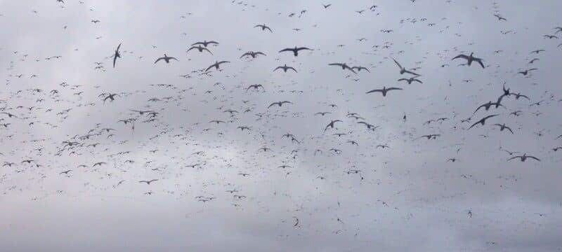 Snow Geese Over Water