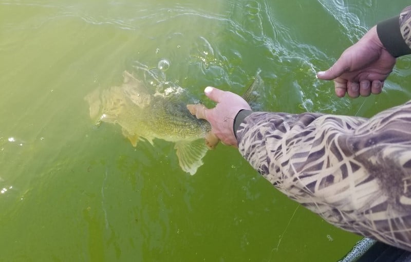 Walleye Catch and Release