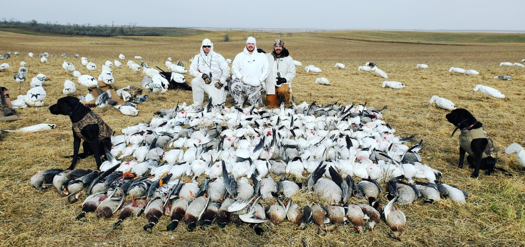 Hunting Snow Geese