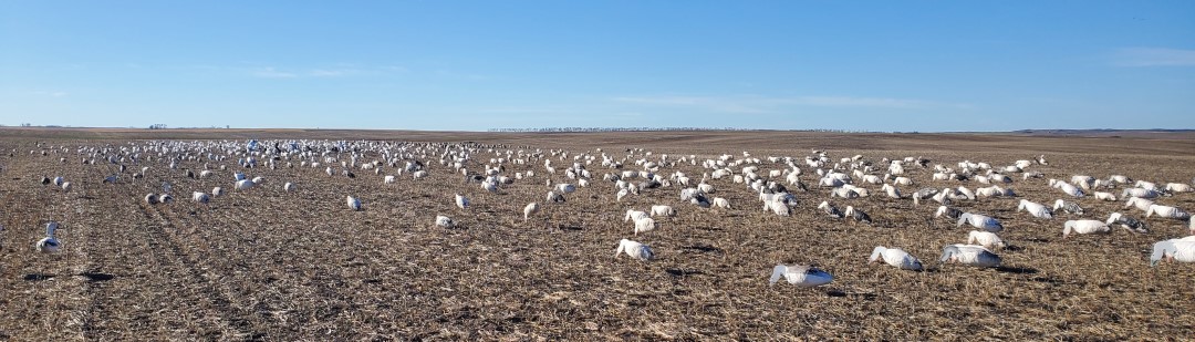 Snow Goose Hunting over Decoys