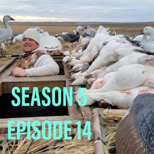 Snow Goose Migration Podcast